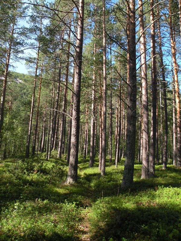 Forests Of Norway Hobbyhistorica